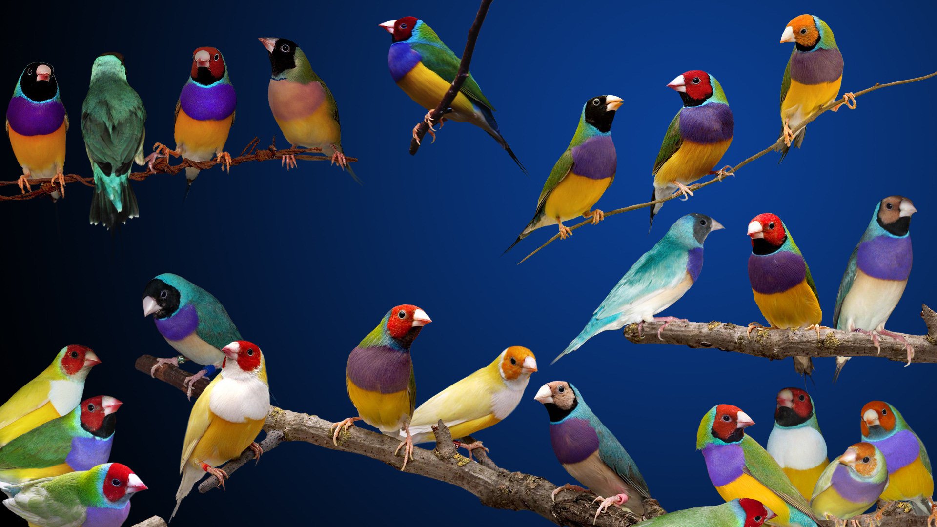 Finches Wallpapers