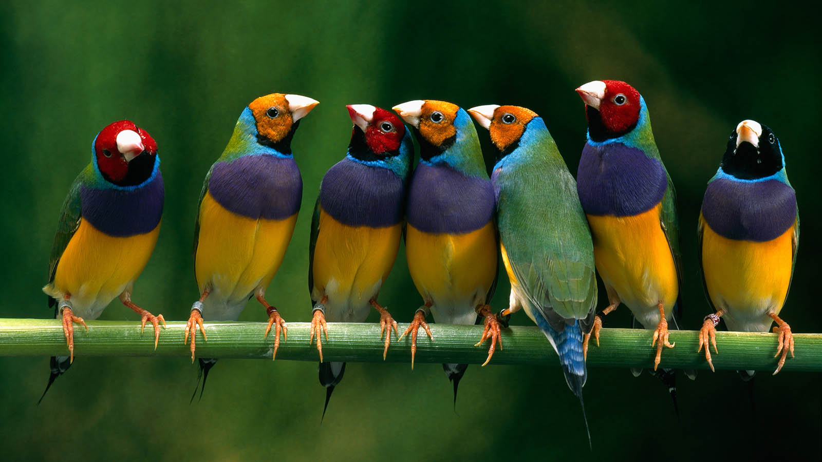 Finches Wallpapers