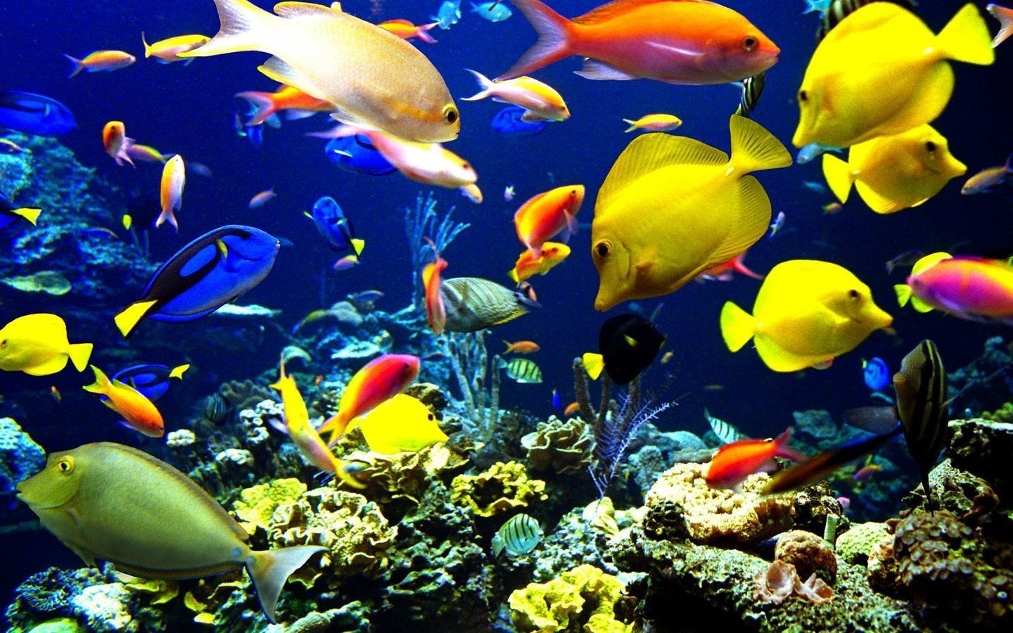 Fish Wallpapers