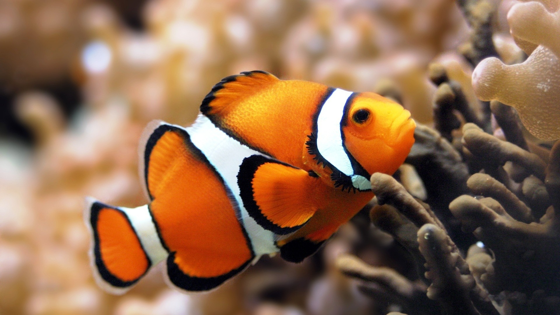 Fish Wallpapers