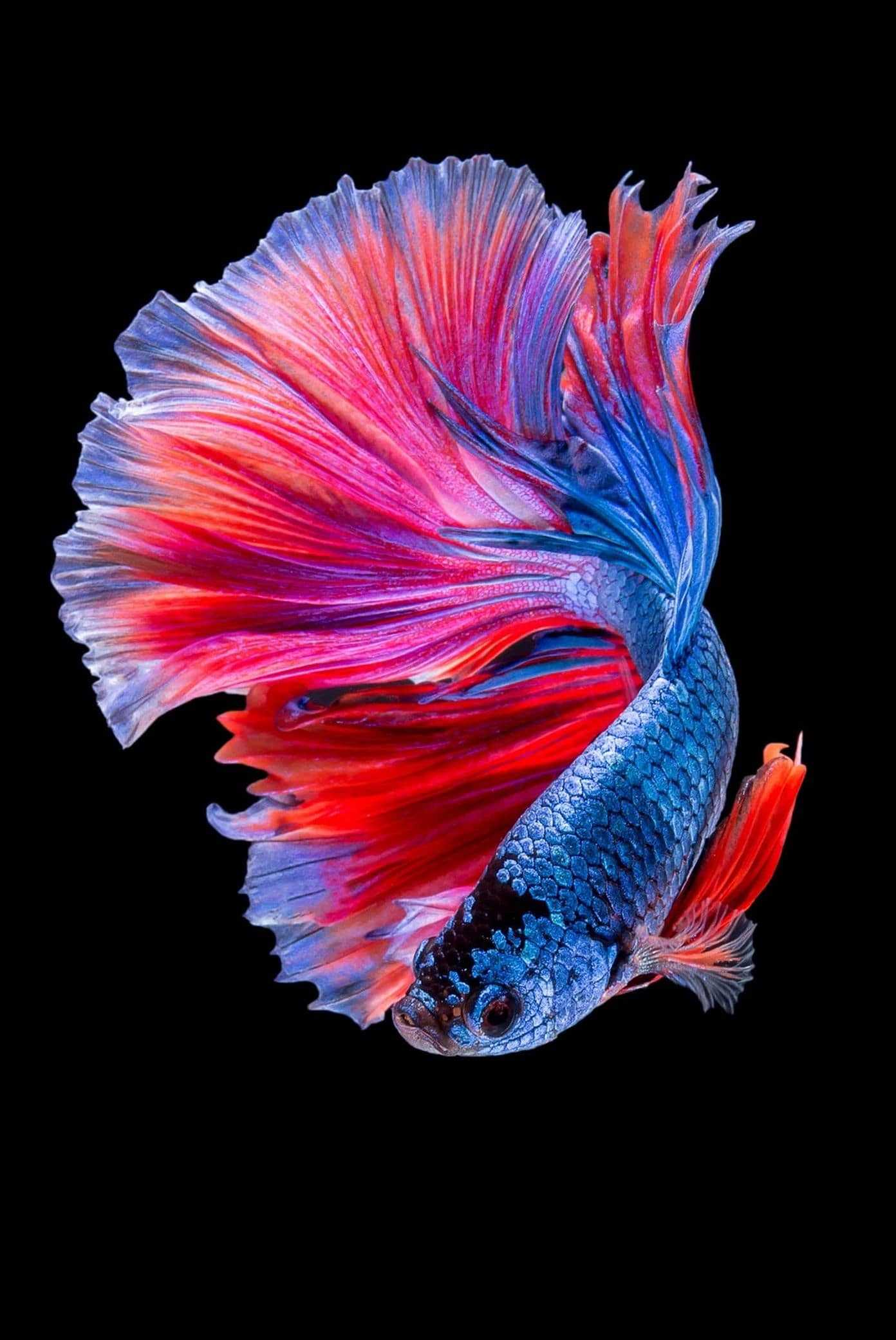 Fish Wallpapers