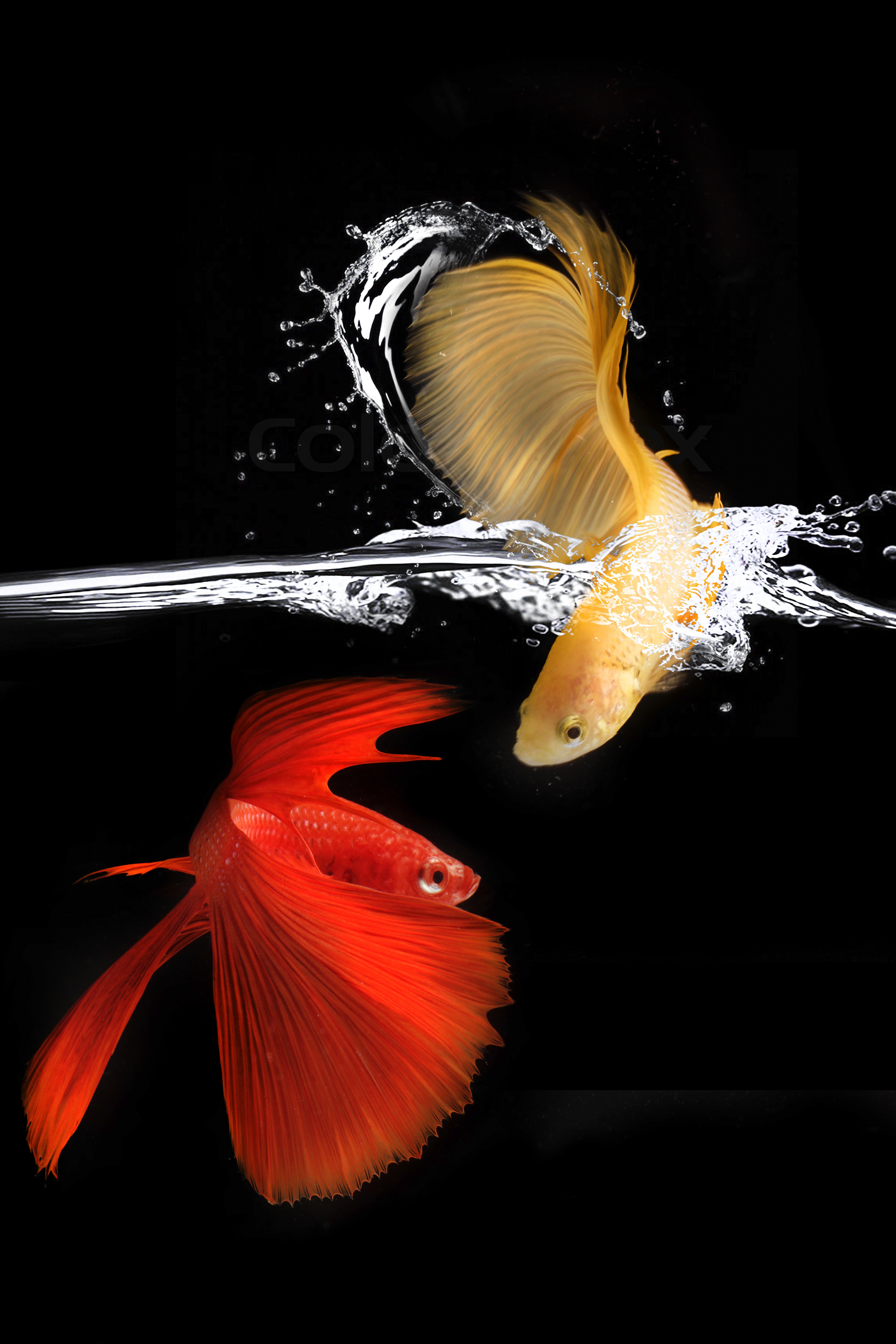 Fish Wallpapers