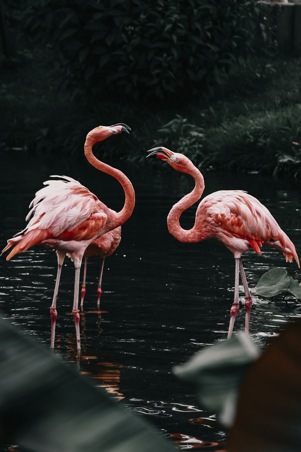 Flamingo Wallpapers