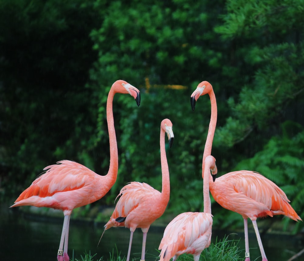 Flamingo Wallpapers