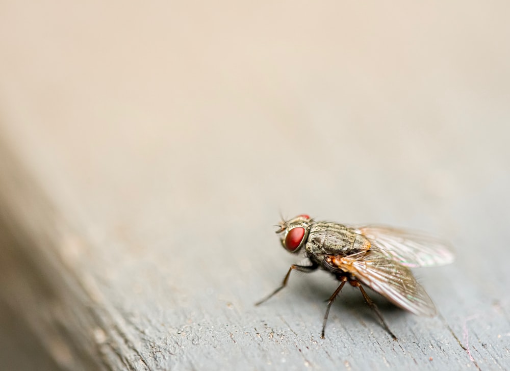 Fly Insect Wallpapers