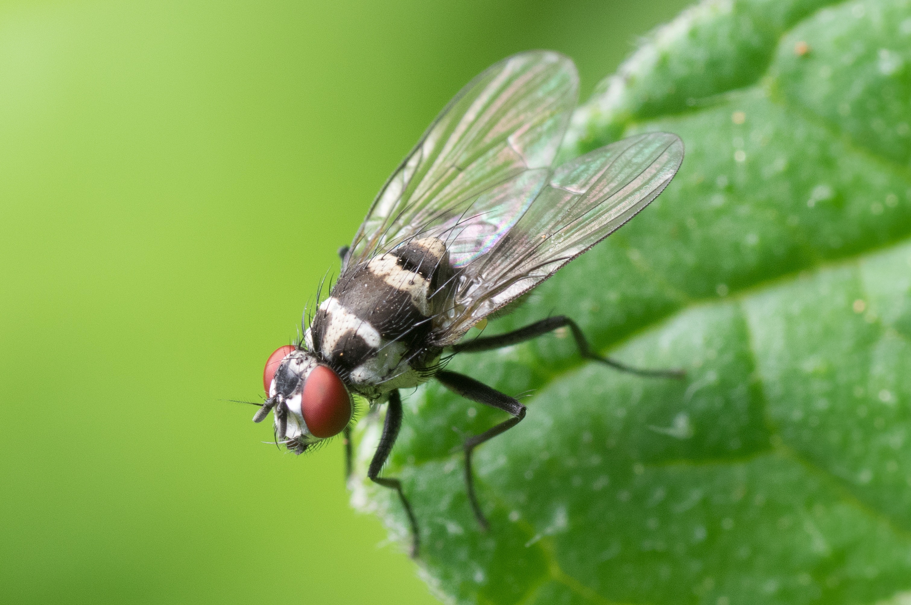 Fly Insect Wallpapers