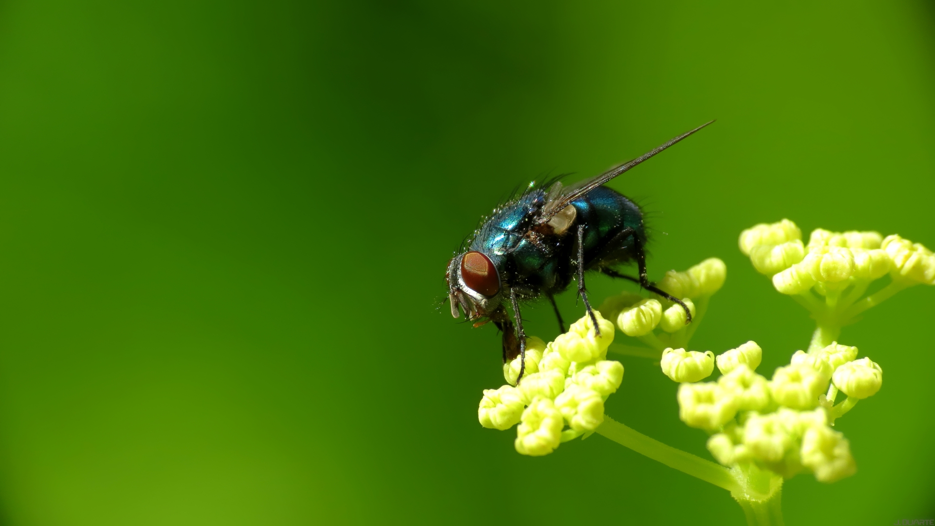 Fly Insect Wallpapers