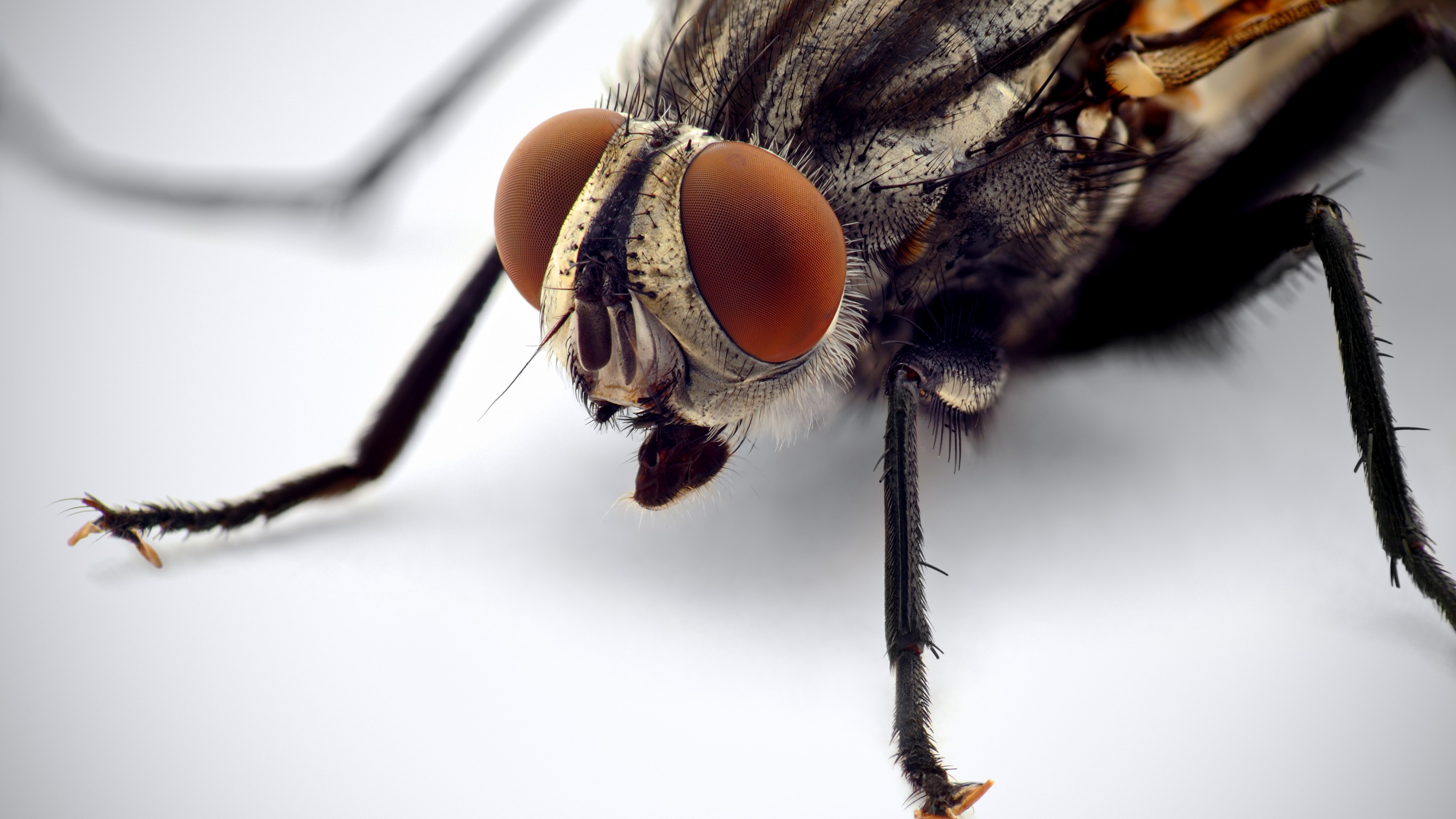 Fly Insect Wallpapers