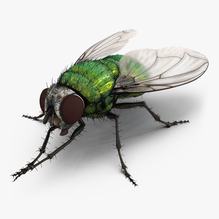 Fly Insect Wallpapers