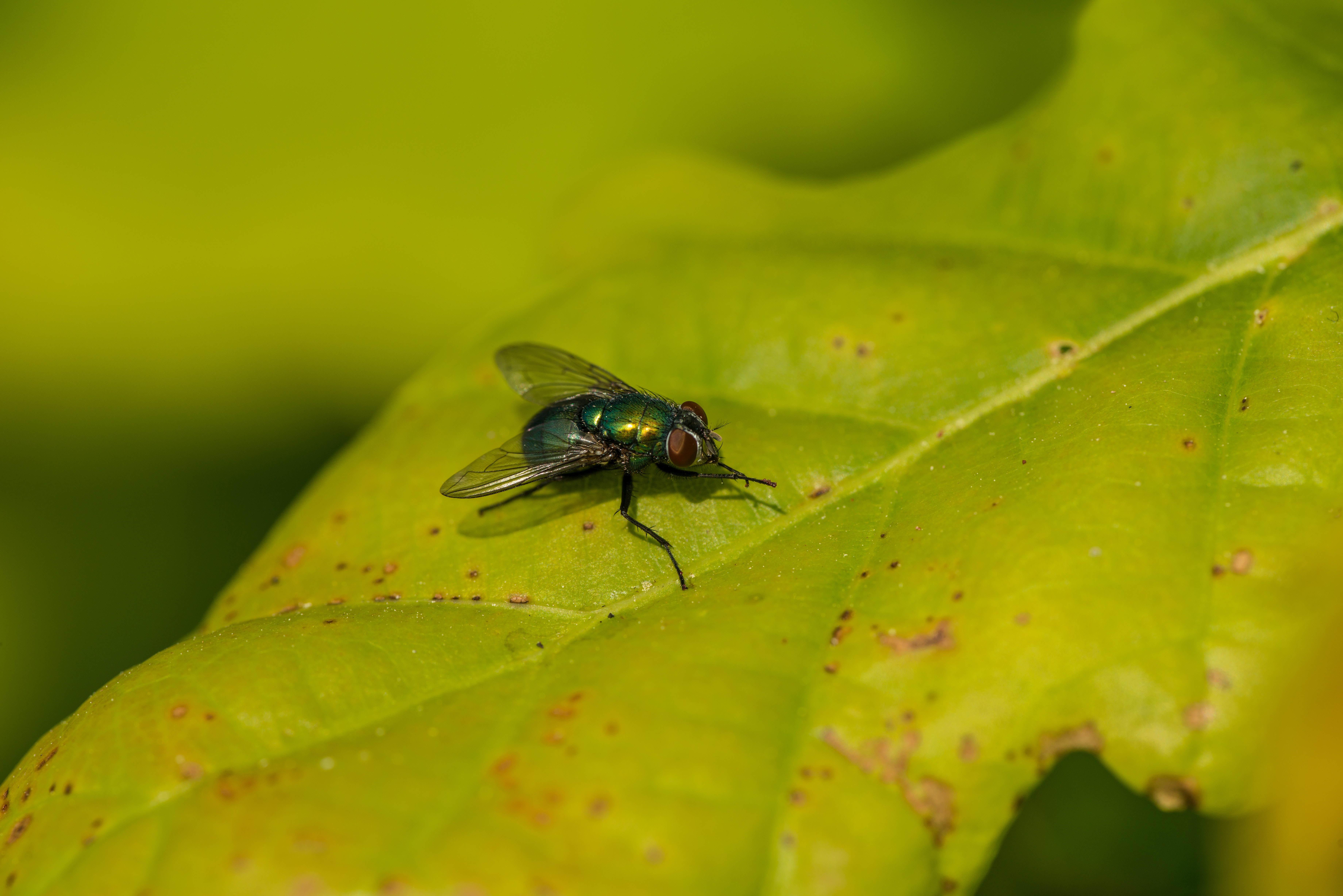 Fly Insect Wallpapers