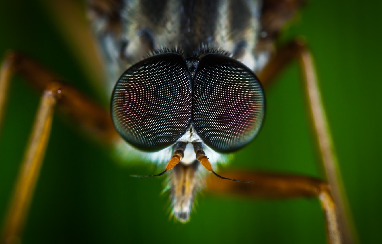 Fly Insect Wallpapers