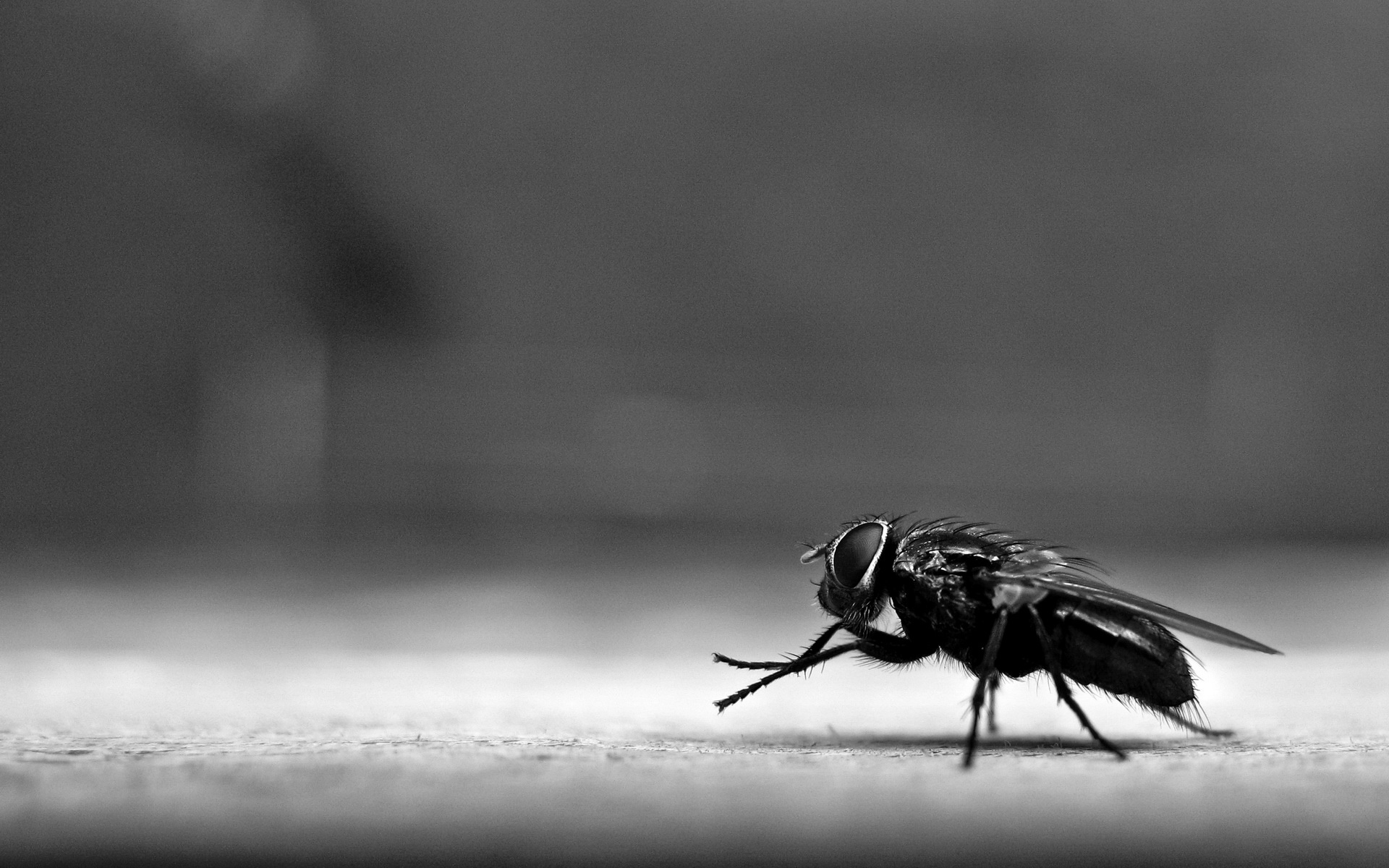 Fly Insect Wallpapers