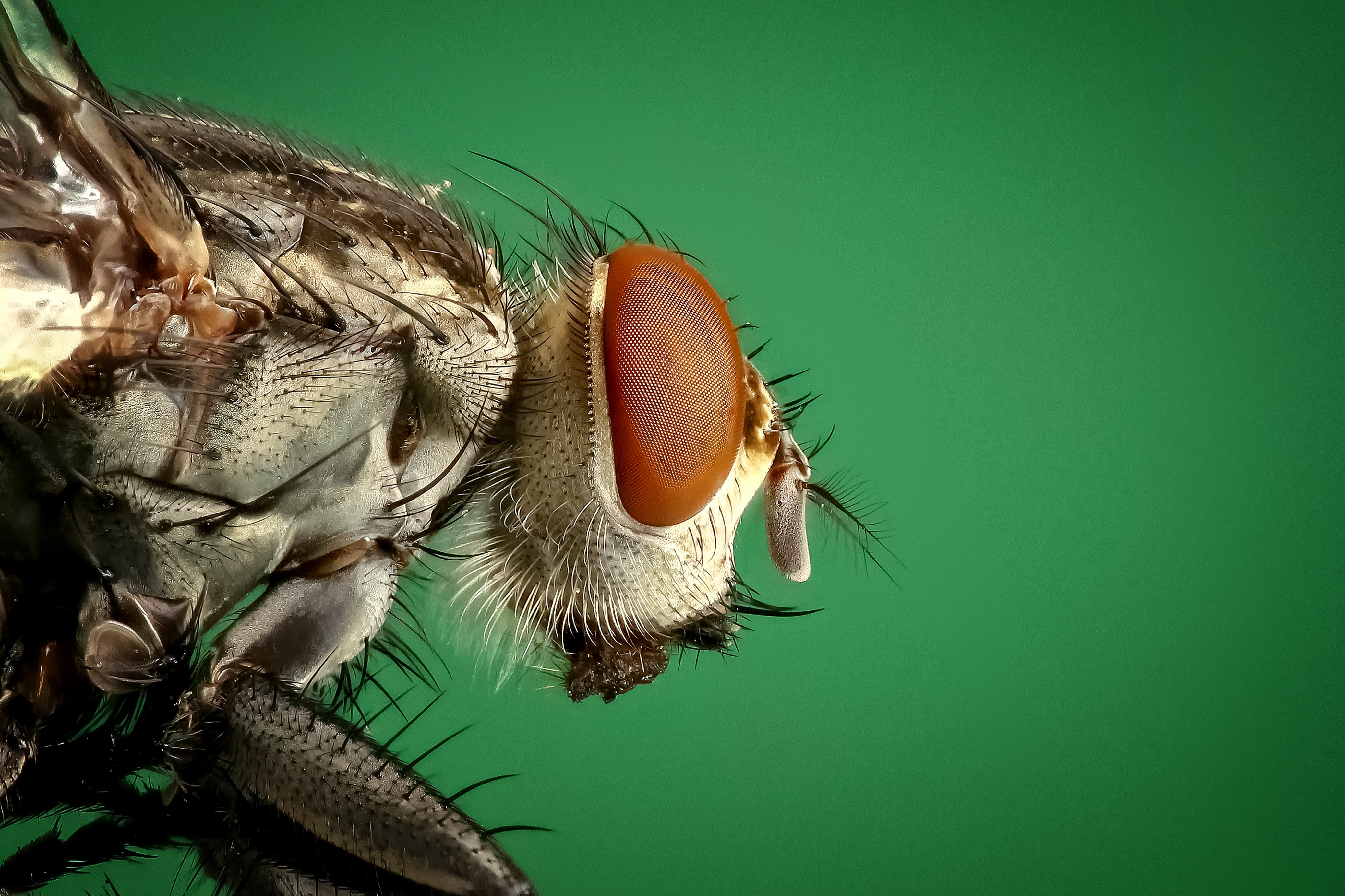 Fly Insect Wallpapers