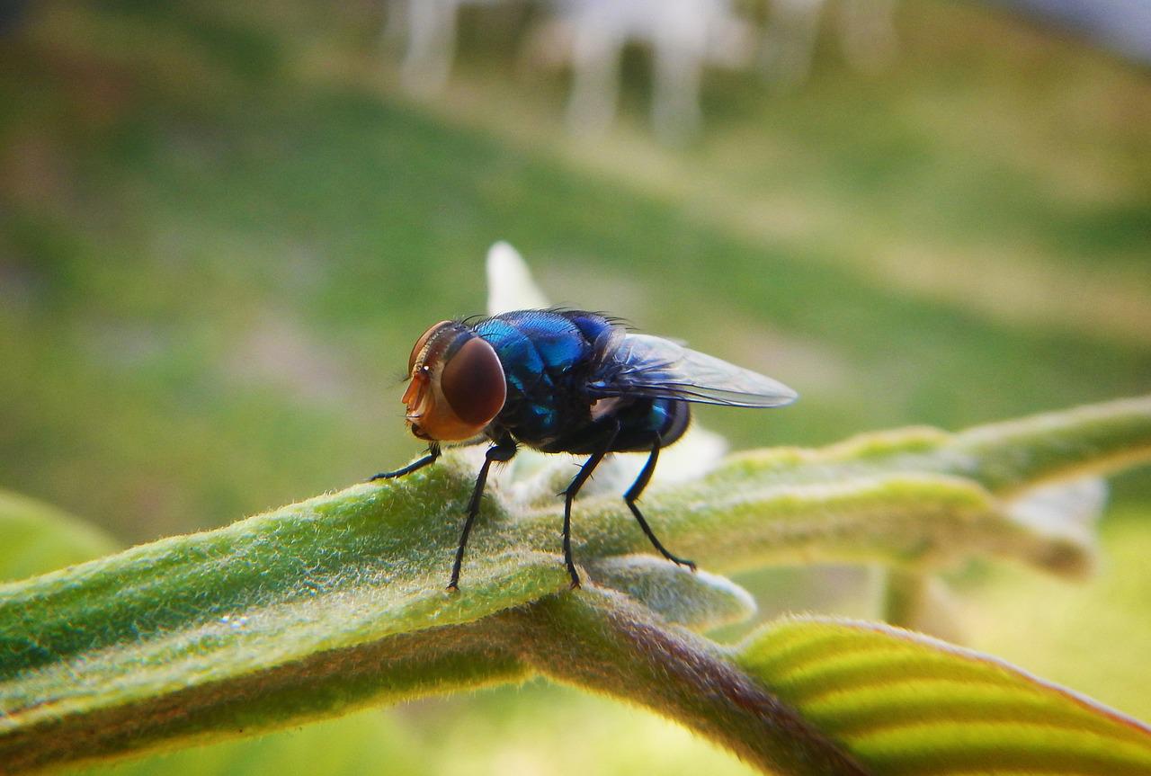 Fly Insect Wallpapers