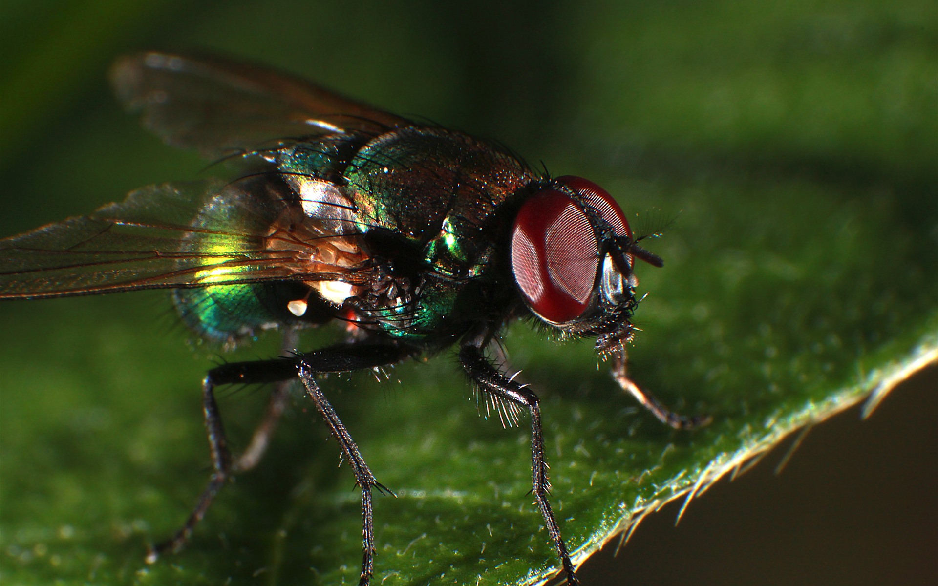 Fly Insect Wallpapers