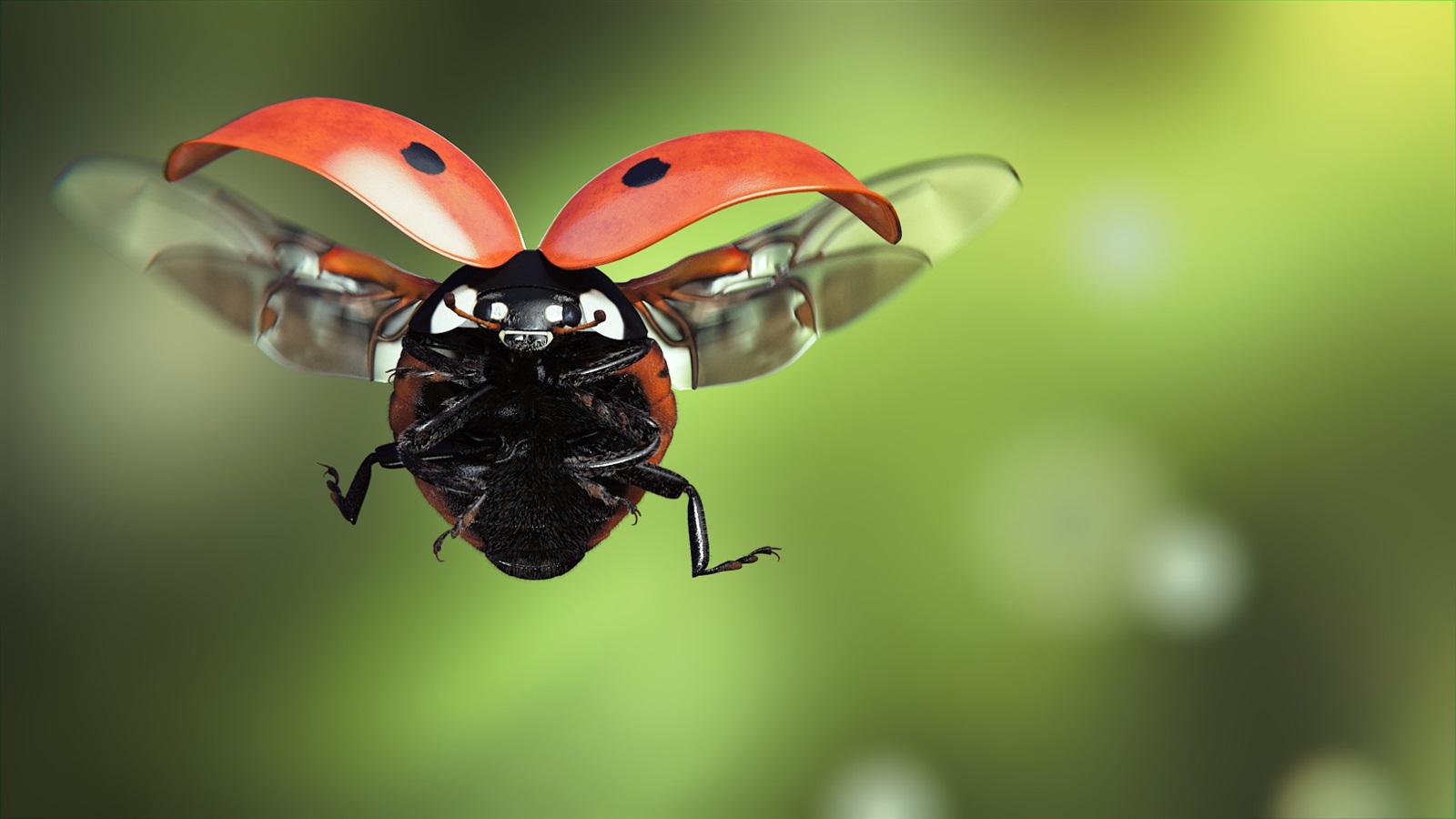 Fly Insect Wallpapers