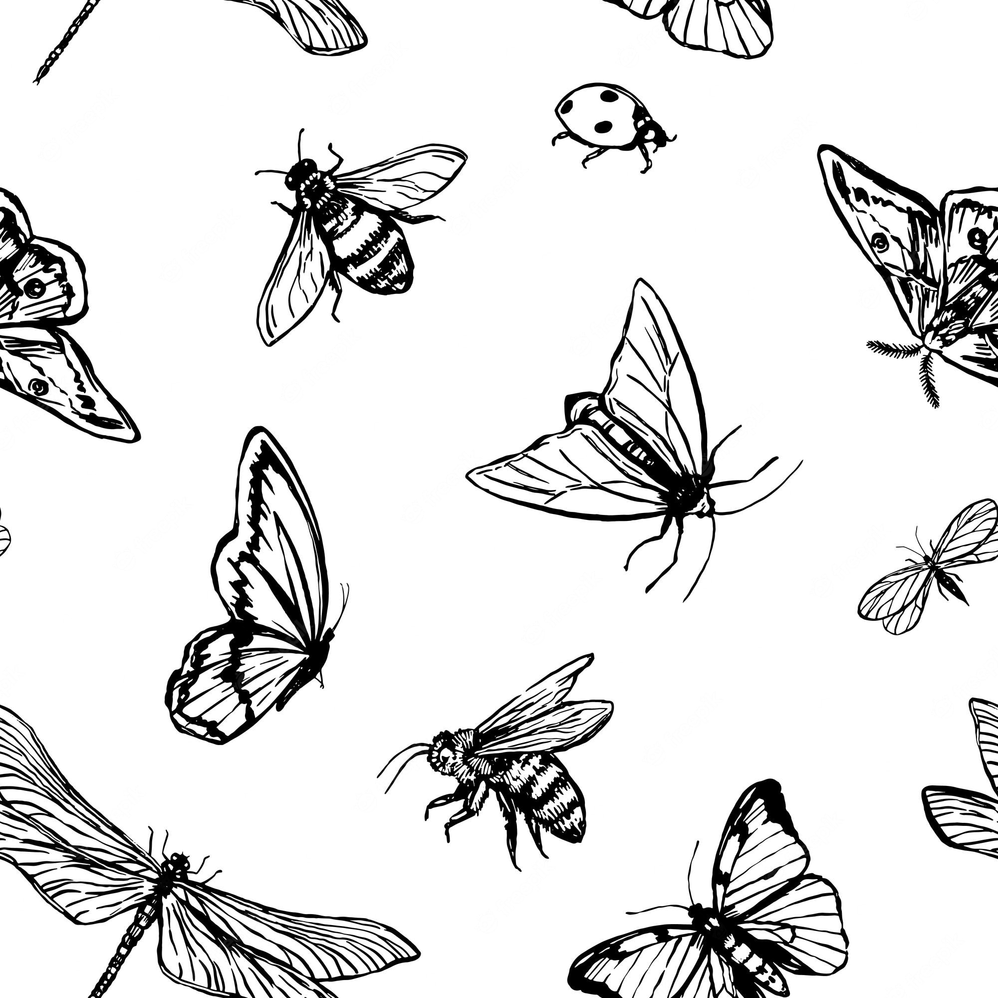 Fly Insect Wallpapers