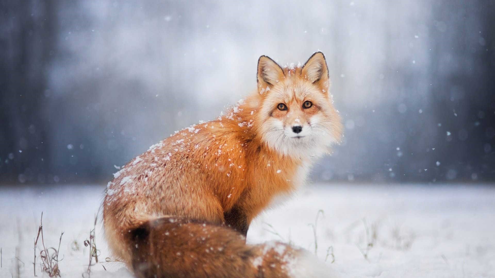 Fox Wallpapers