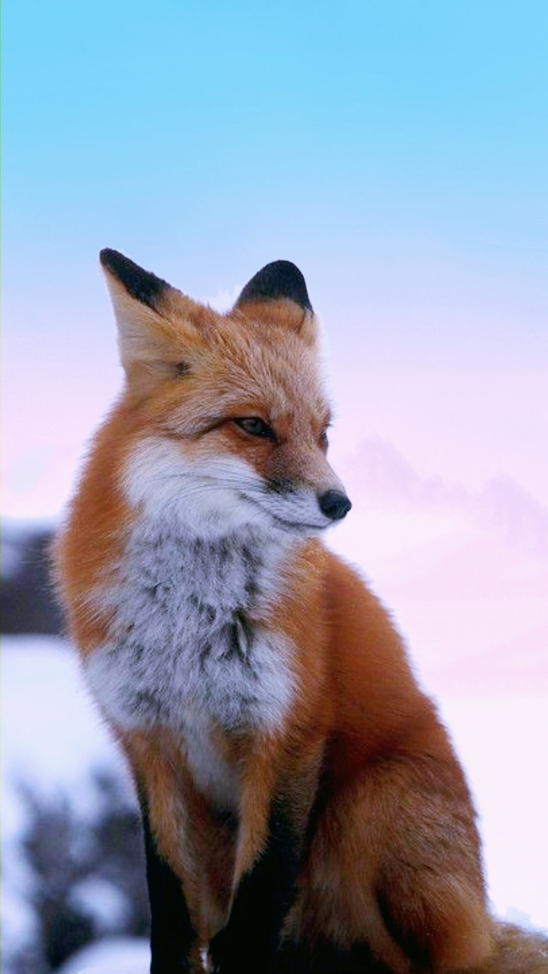 Fox Wallpapers