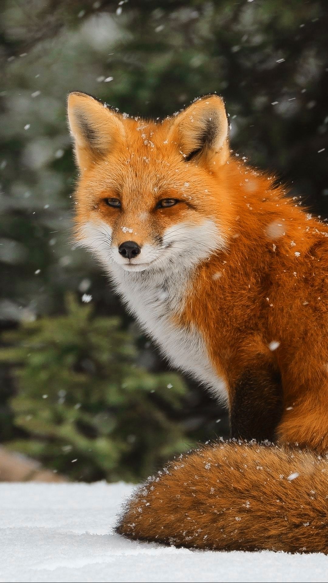 Fox Wallpapers