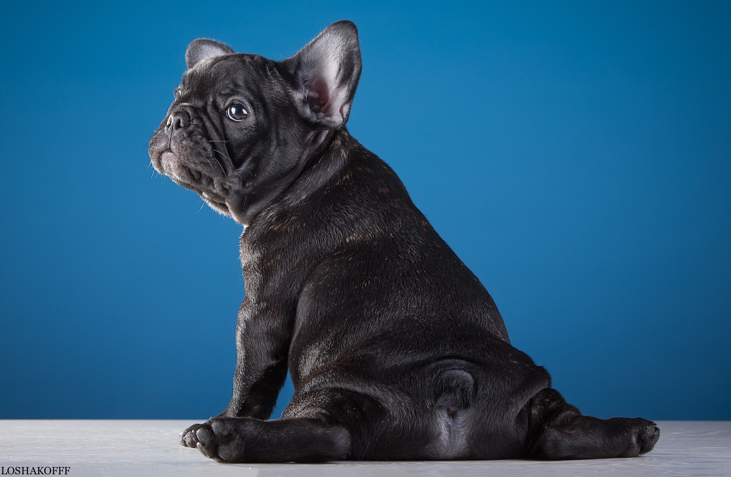 French Bulldog Wallpapers