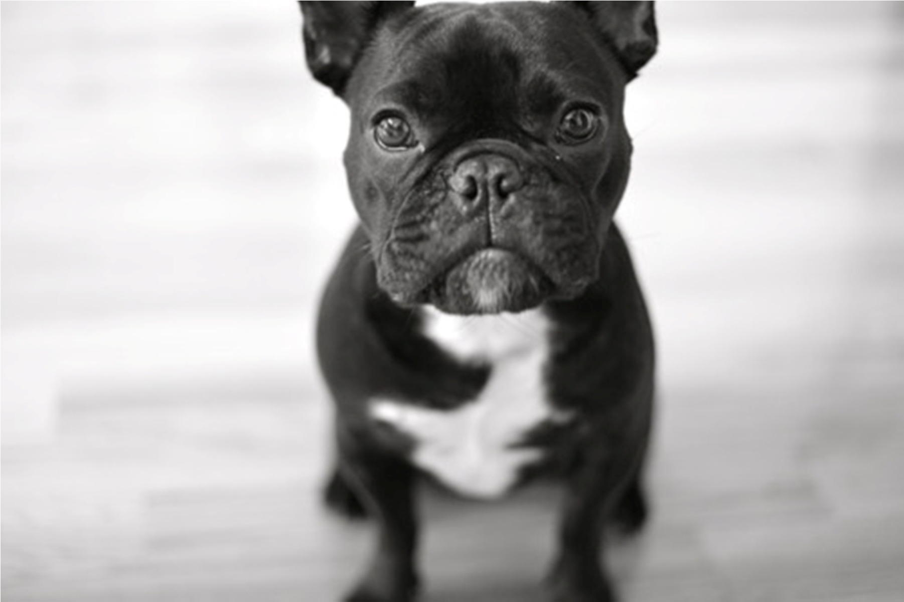 French Bulldog Wallpapers