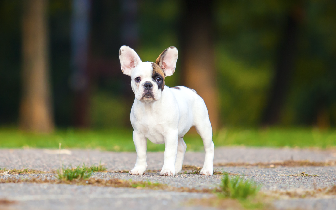 French Bulldog Wallpapers