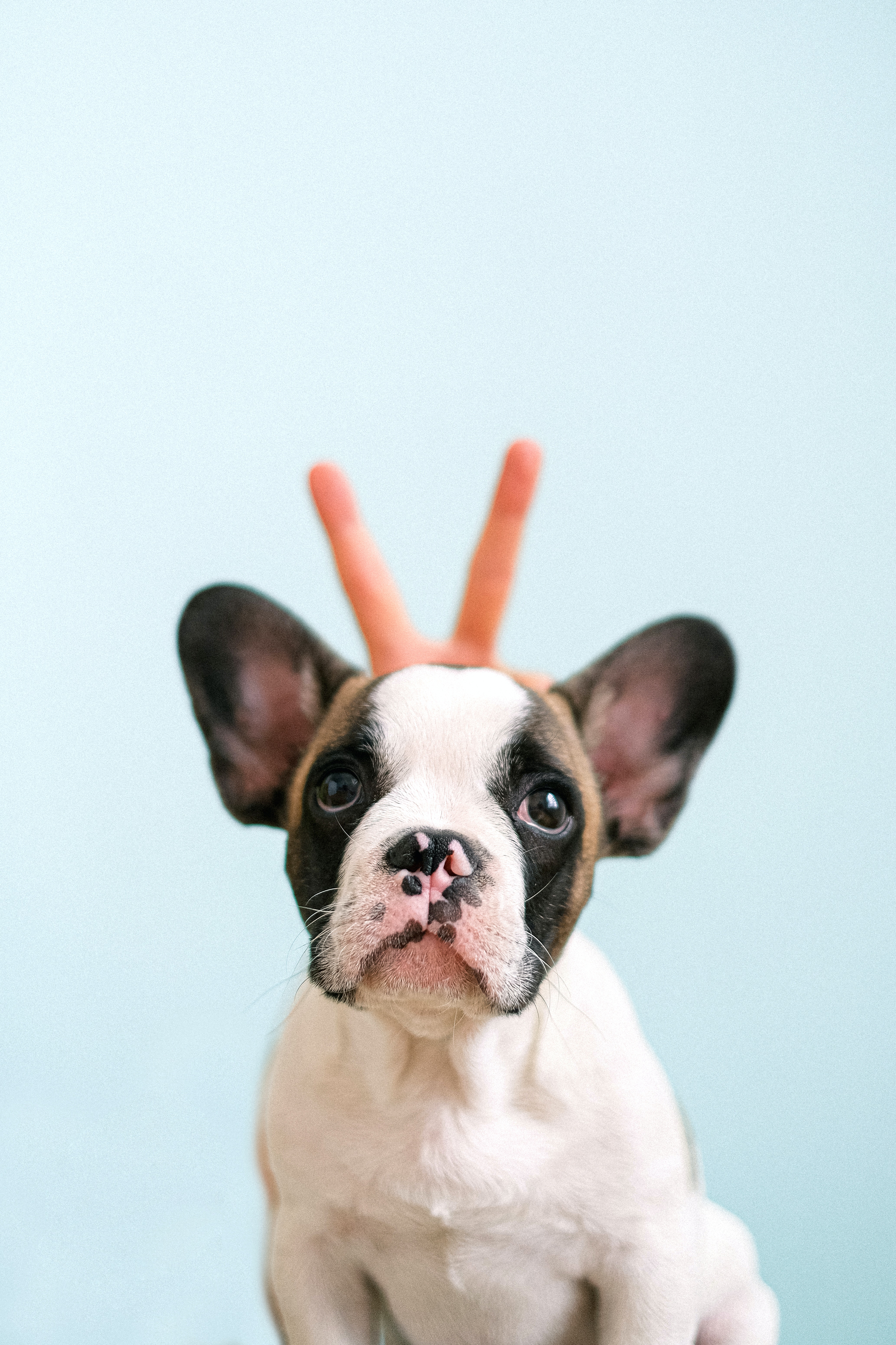 French Bulldog Wallpapers