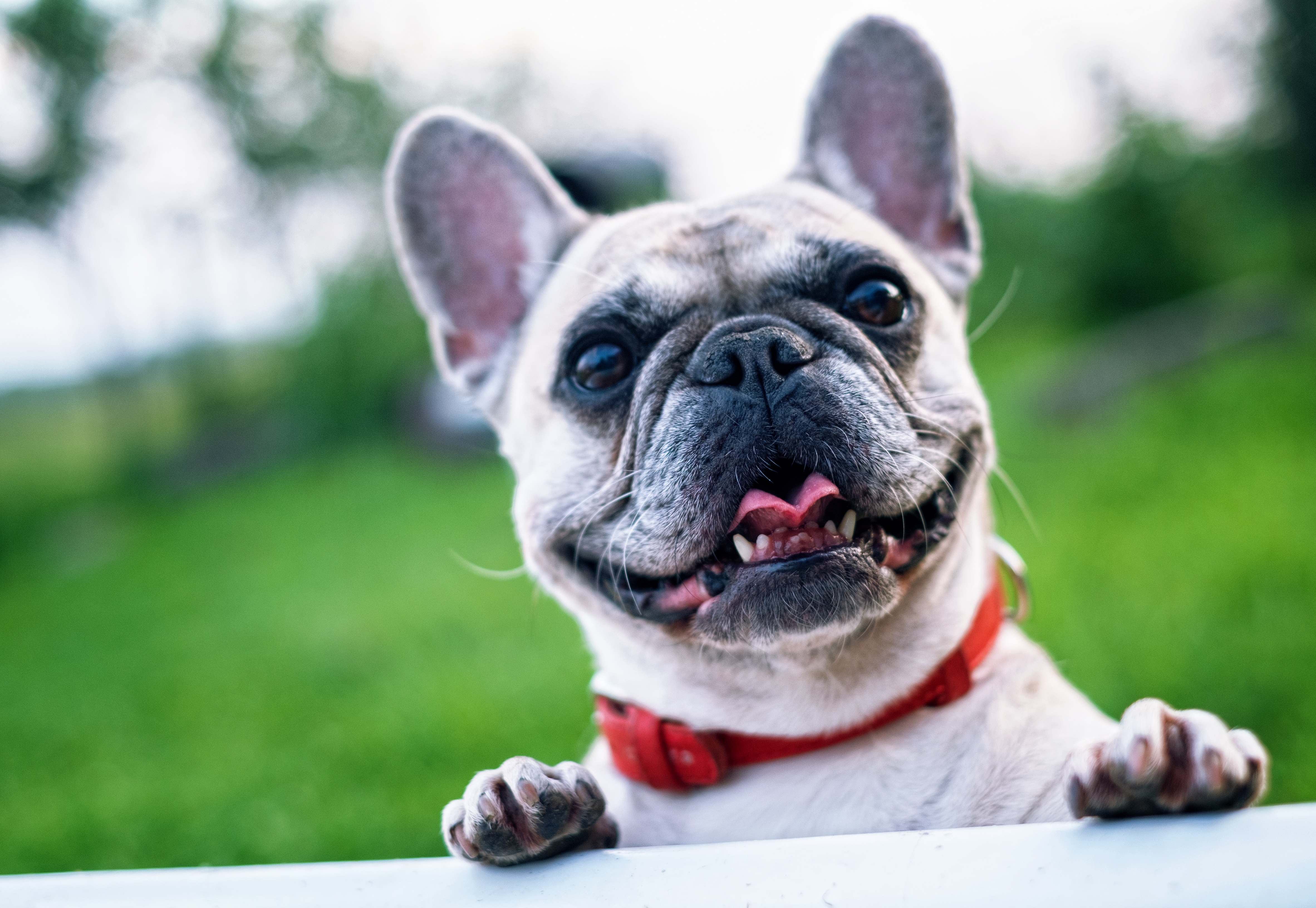 French Bulldog Wallpapers