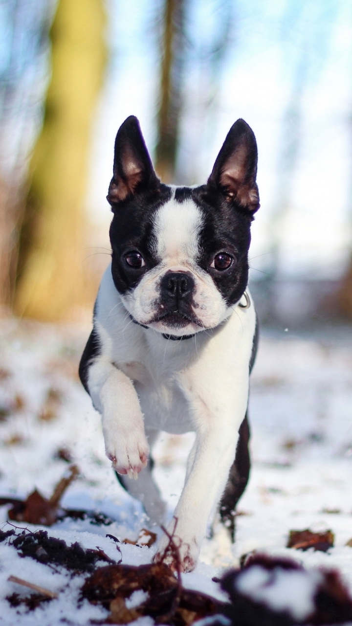 French Bulldog Wallpapers