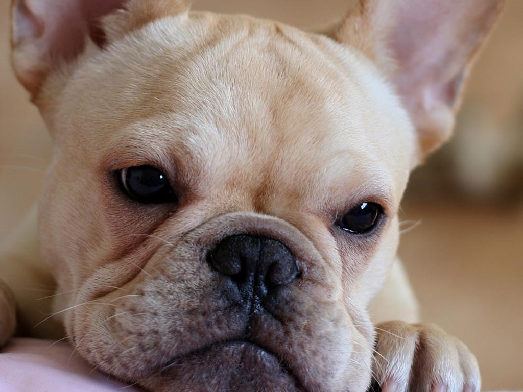 French Bulldog Wallpapers