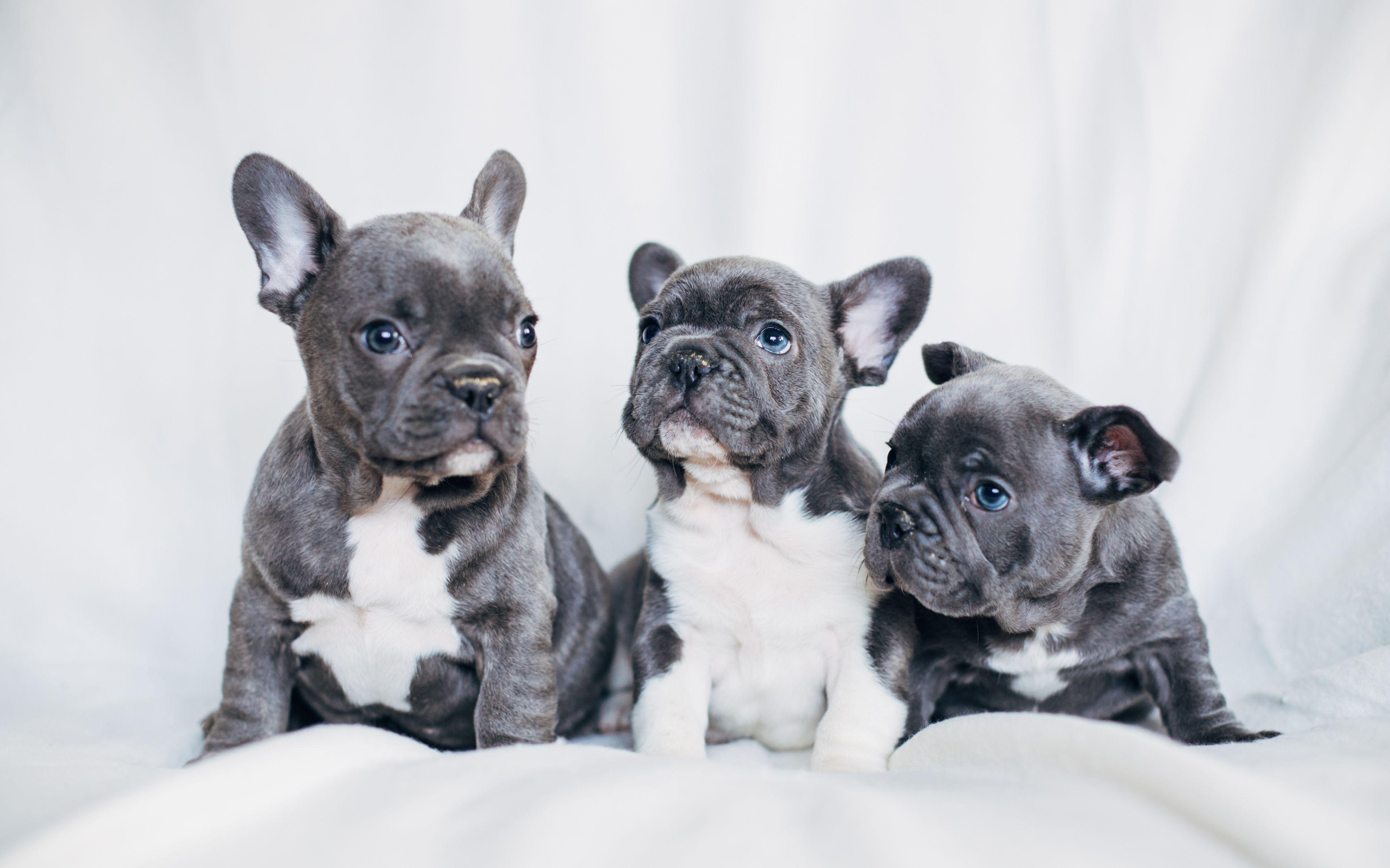 French Bulldog Wallpapers