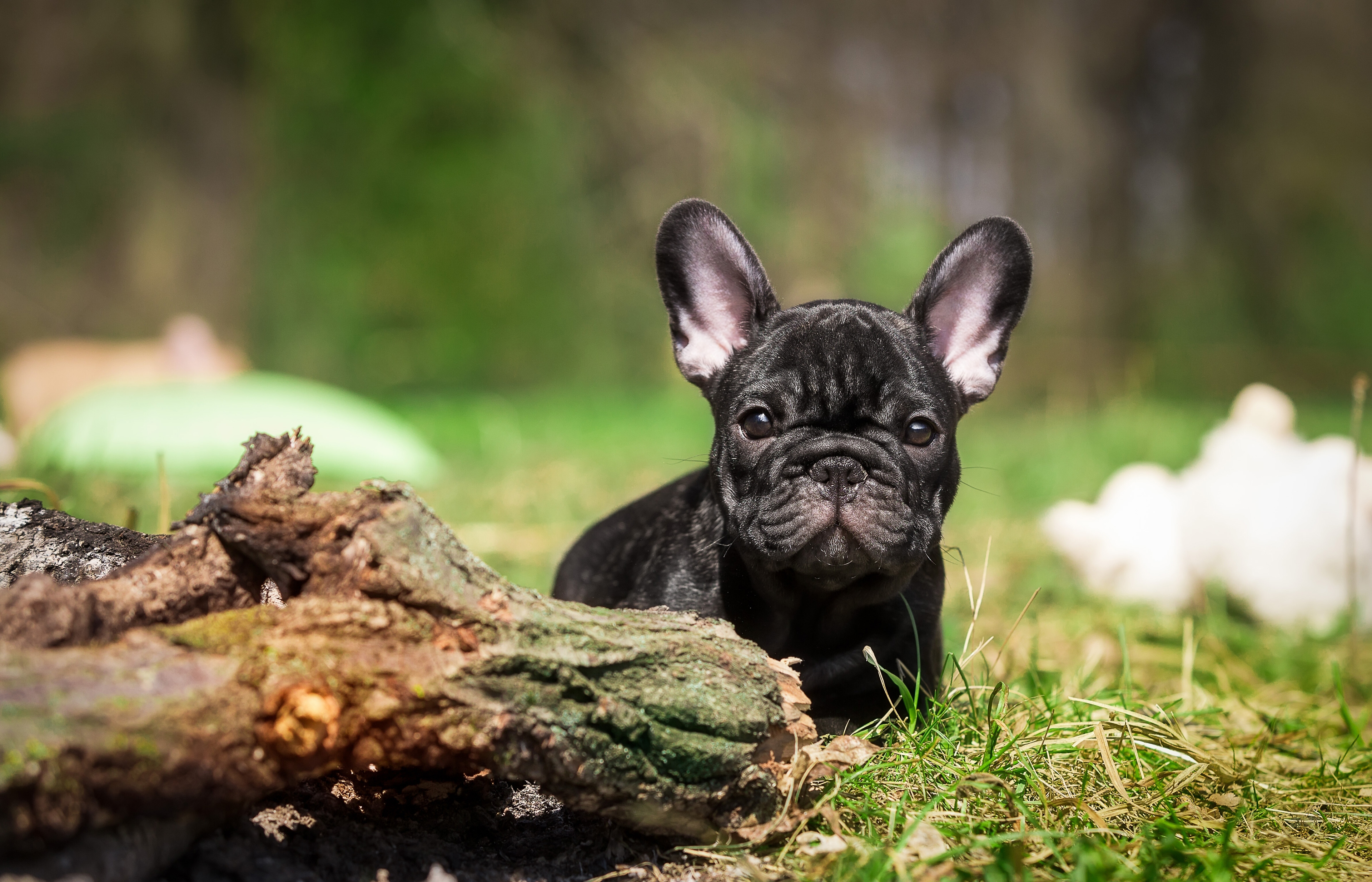 French Bulldog Wallpapers