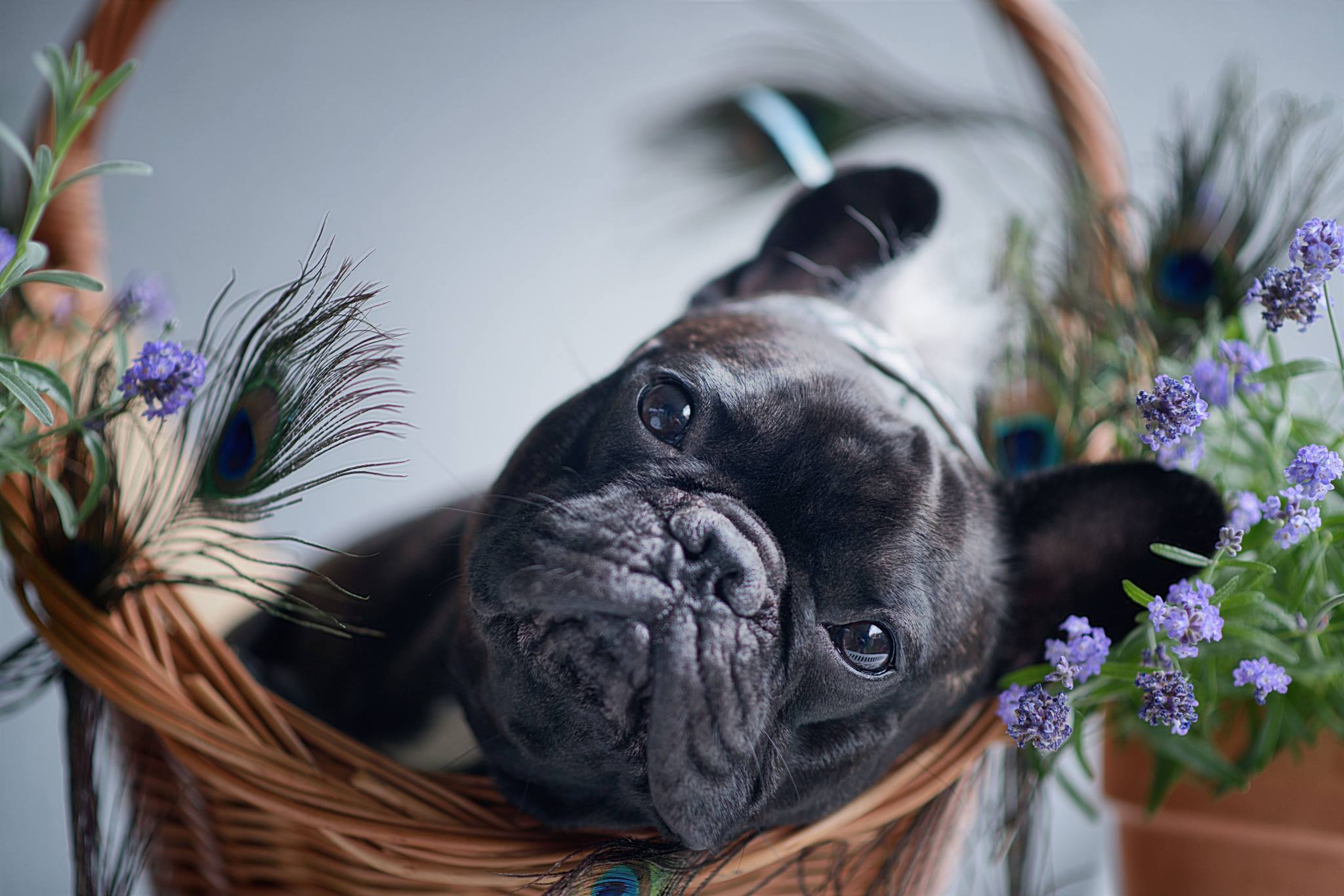 French Bulldog Wallpapers