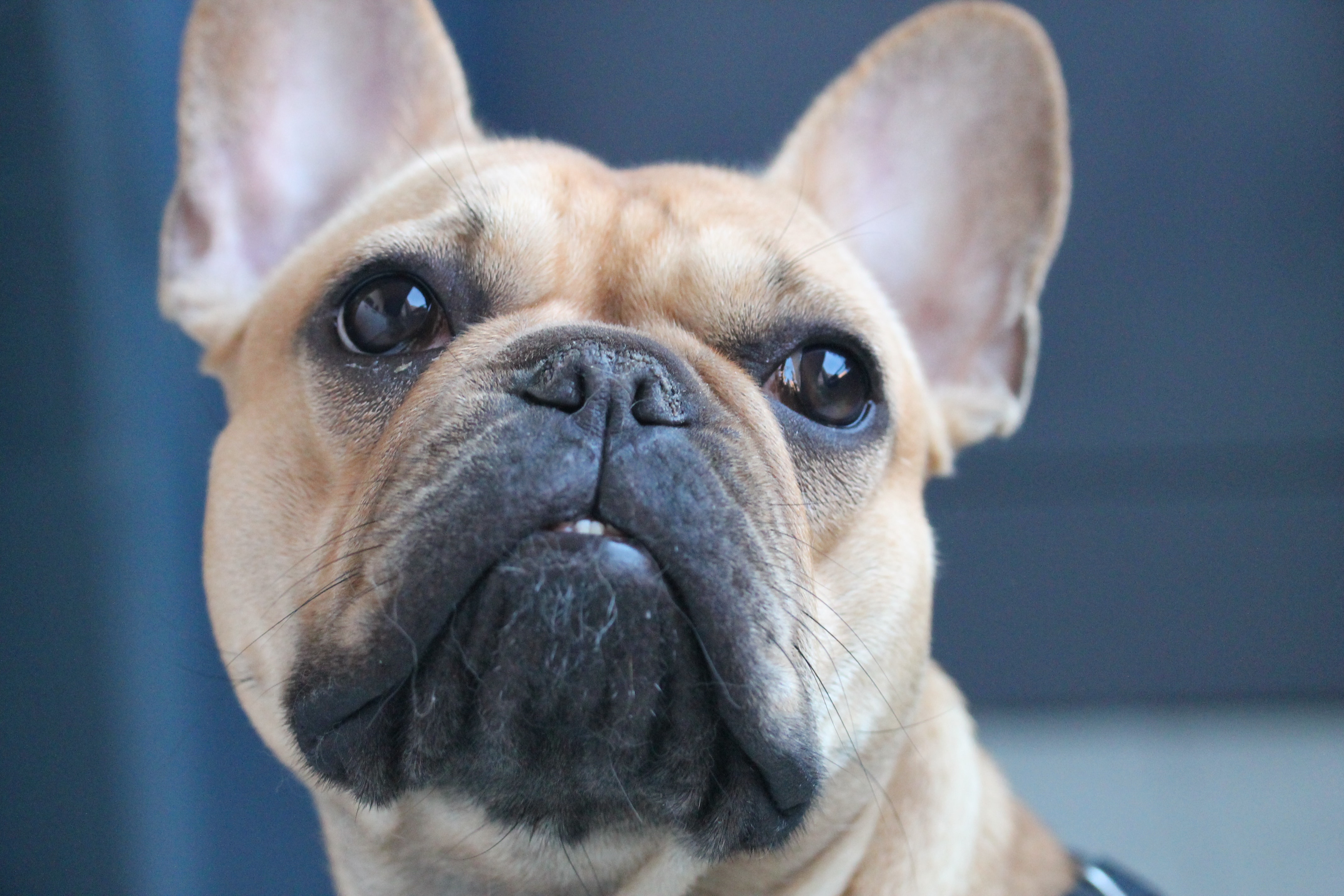 French Bulldog Wallpapers