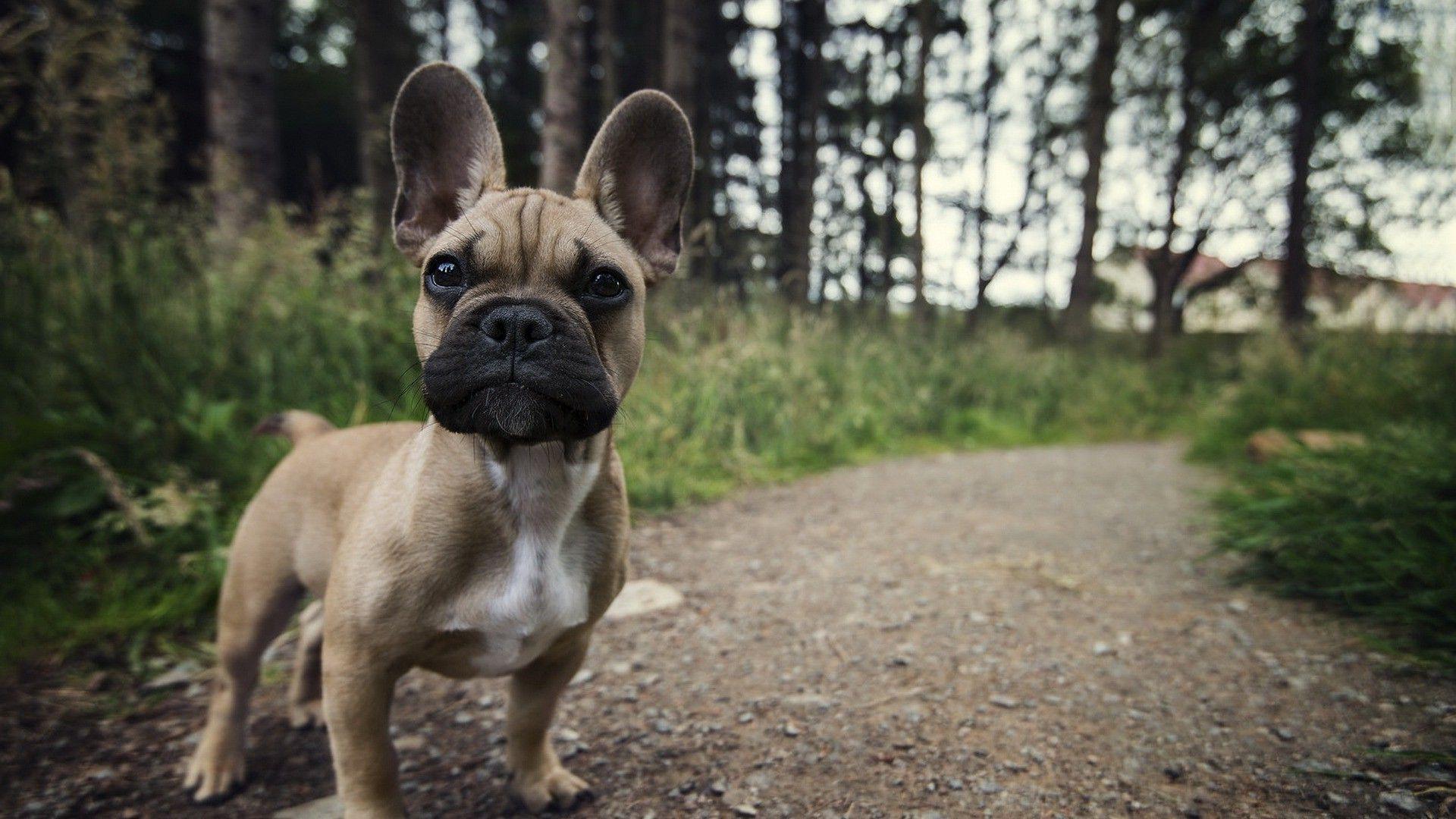 French Bulldog Wallpapers