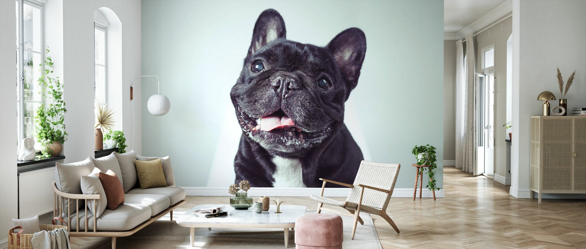 French Bulldog Wallpapers