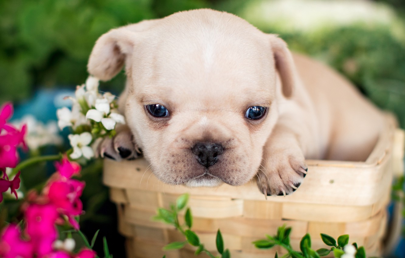 French Bulldog Wallpapers