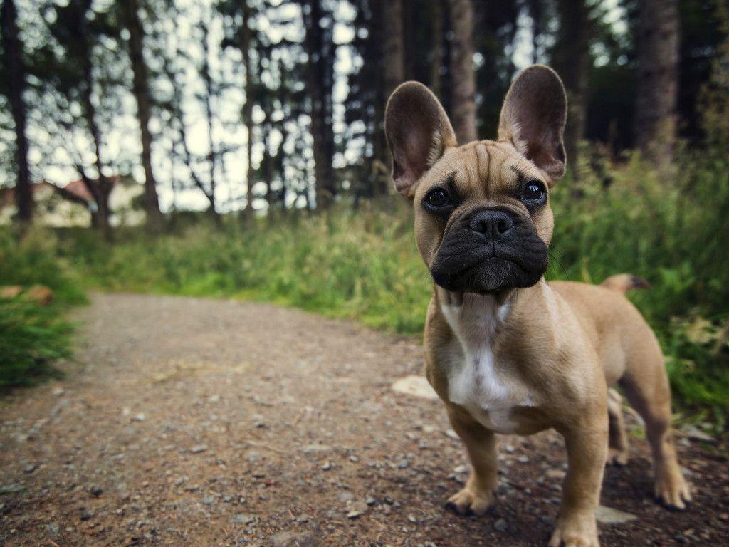 French Bulldog Wallpapers