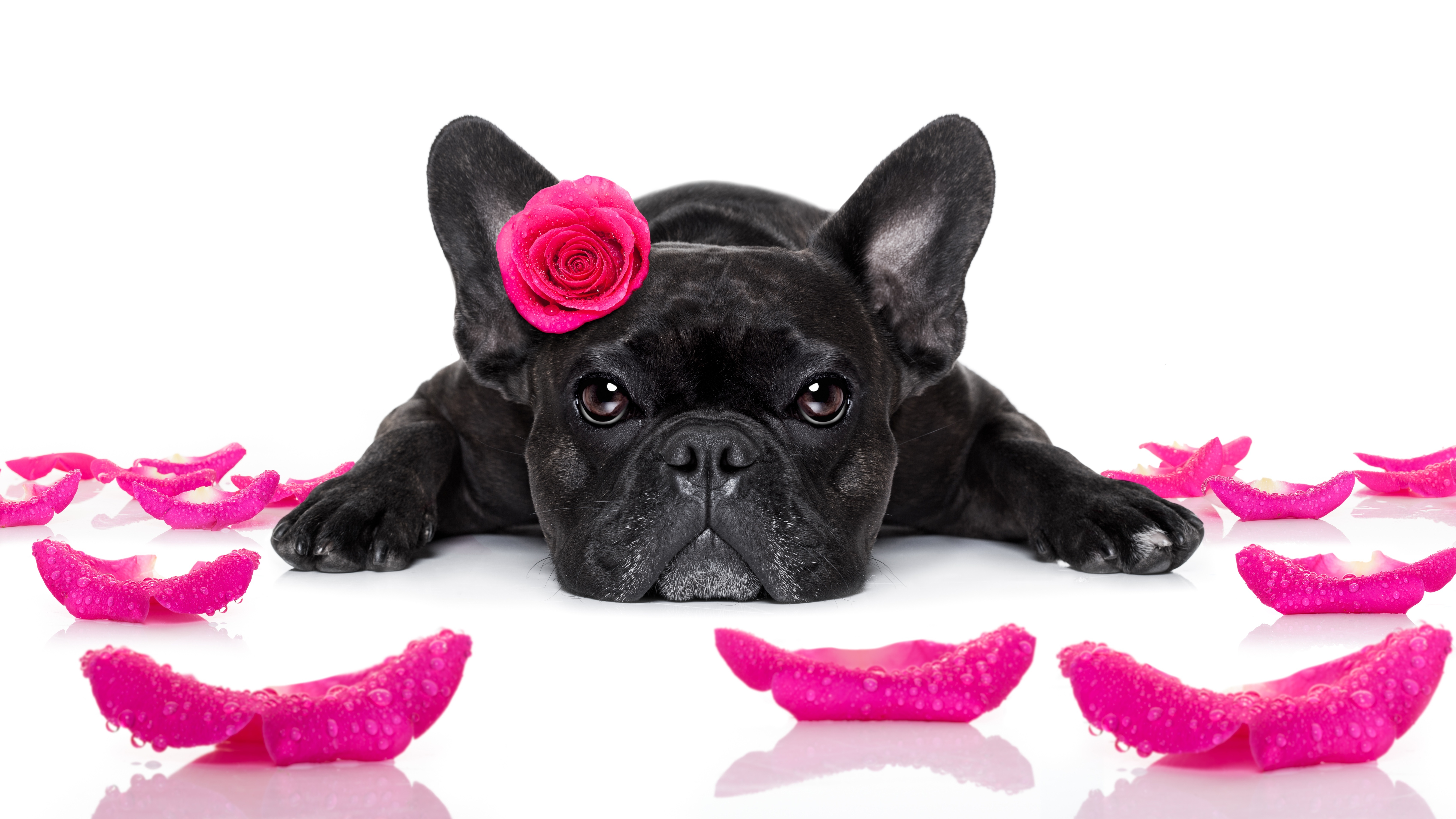 French Bulldog Wallpapers