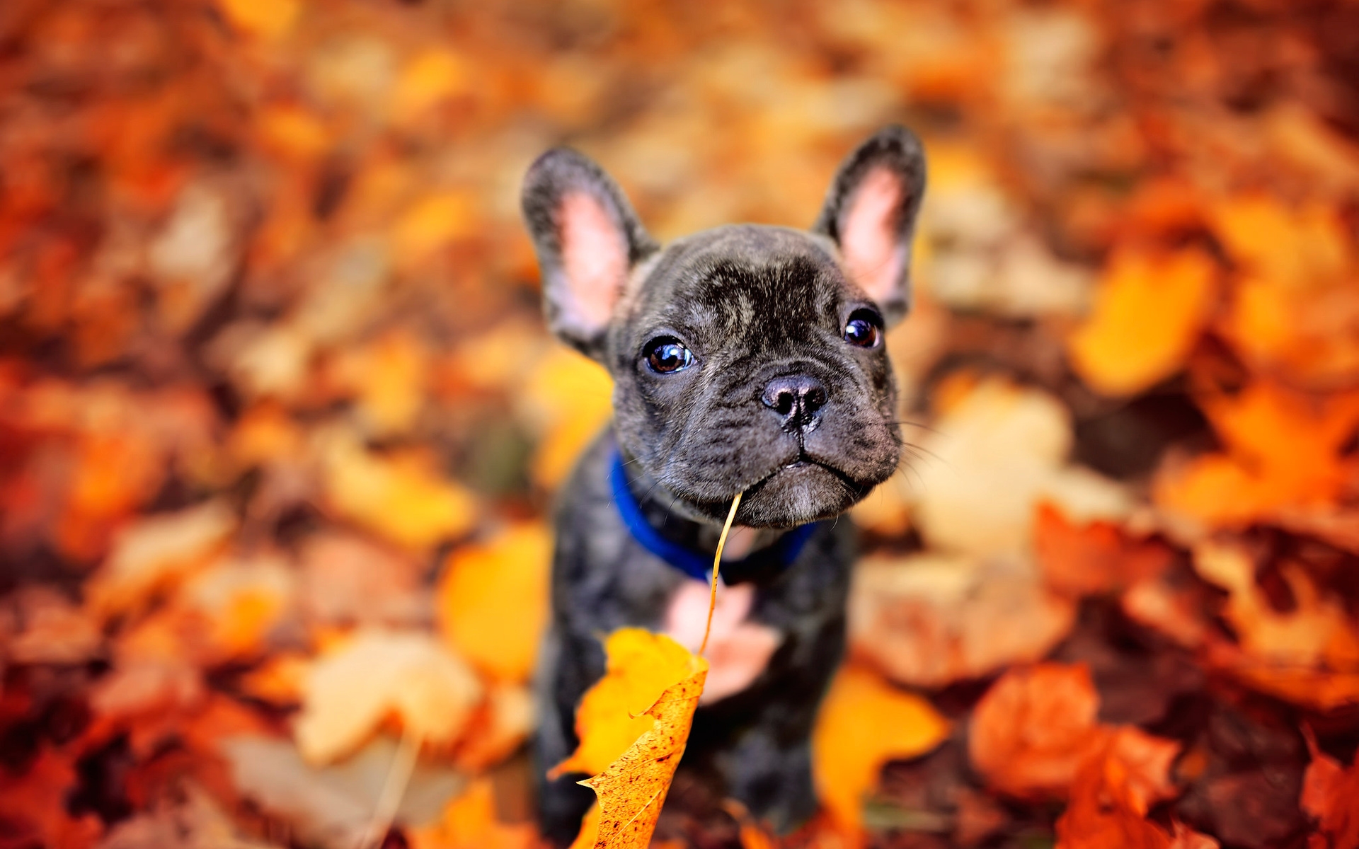 French Bulldog Wallpapers