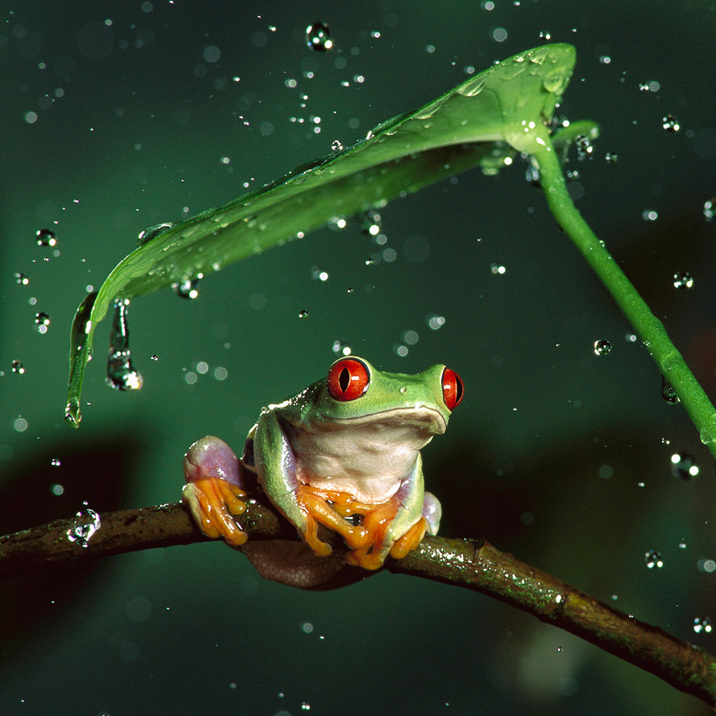 Frog Wallpapers