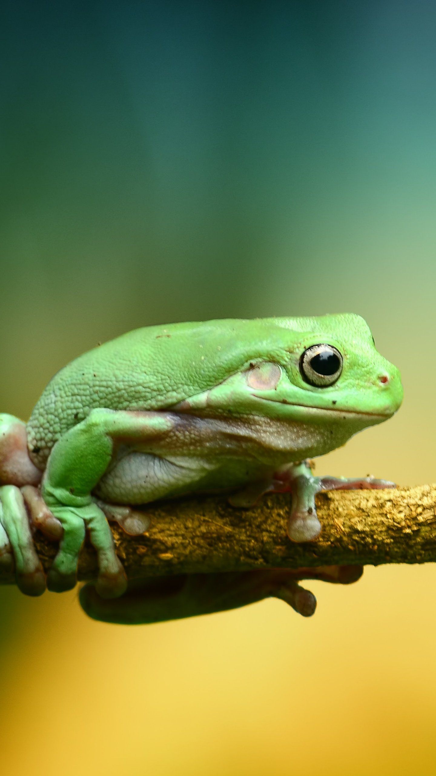 Frog Wallpapers