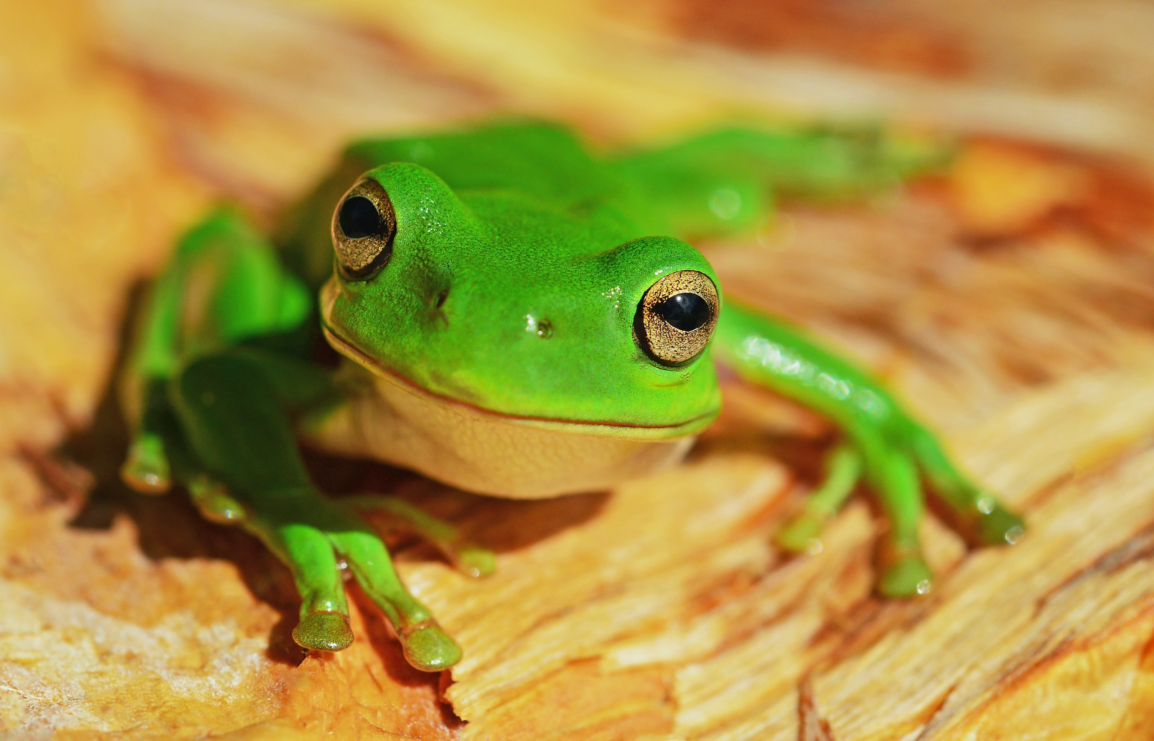 Frog Wallpapers