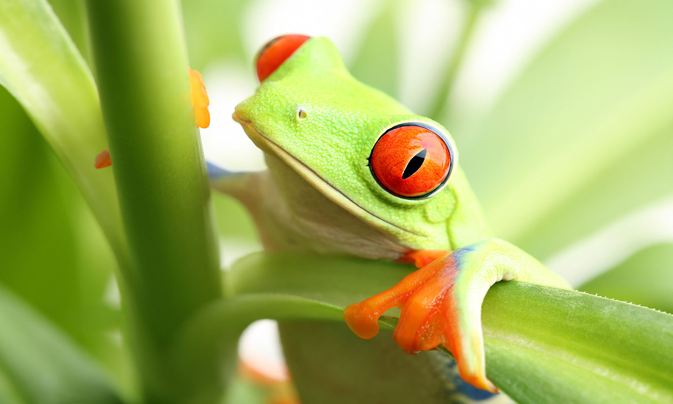 Frog Wallpapers