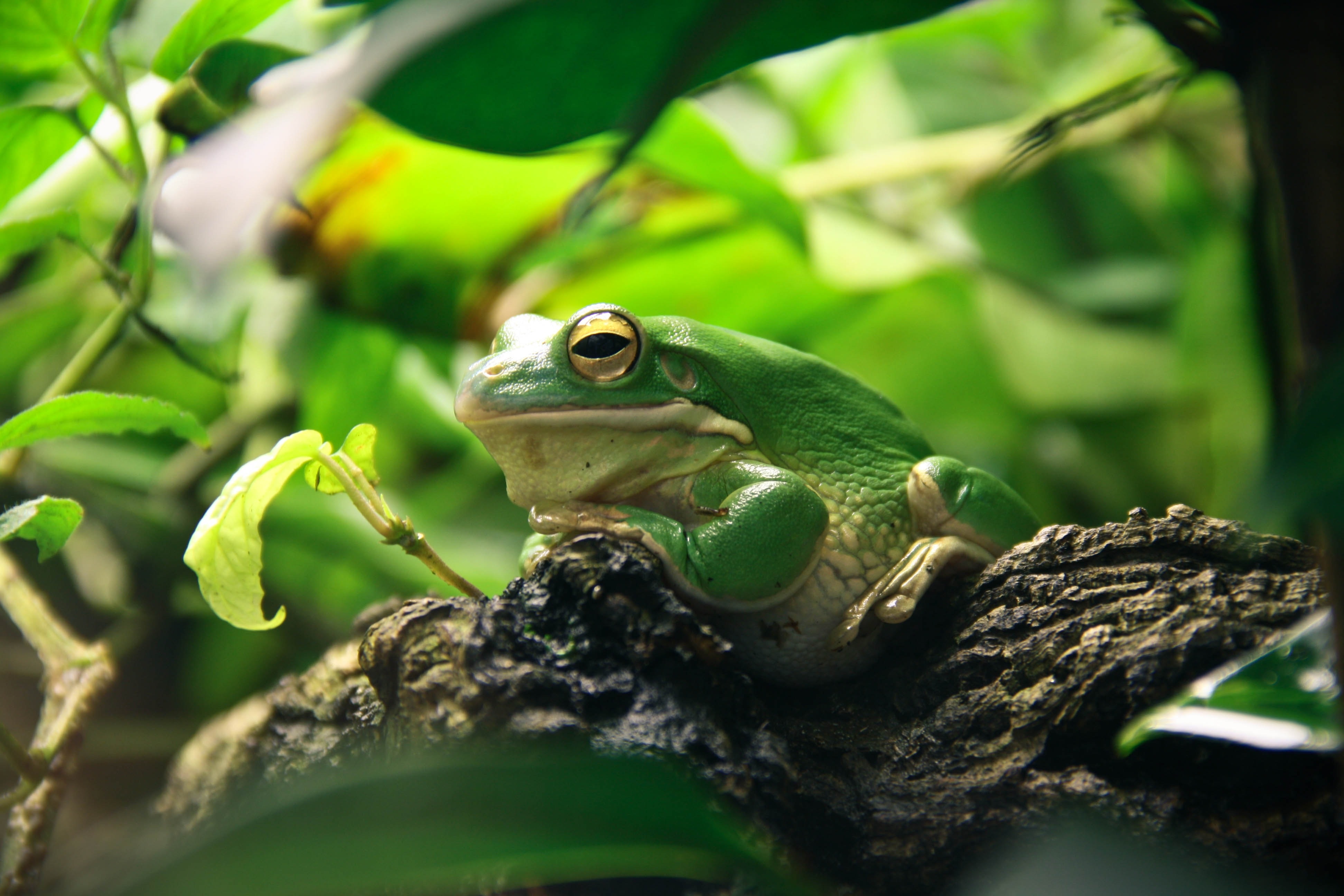 Frog Wallpapers