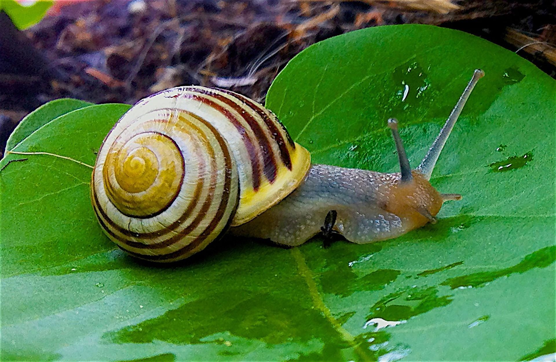 Garden Snail Wallpapers