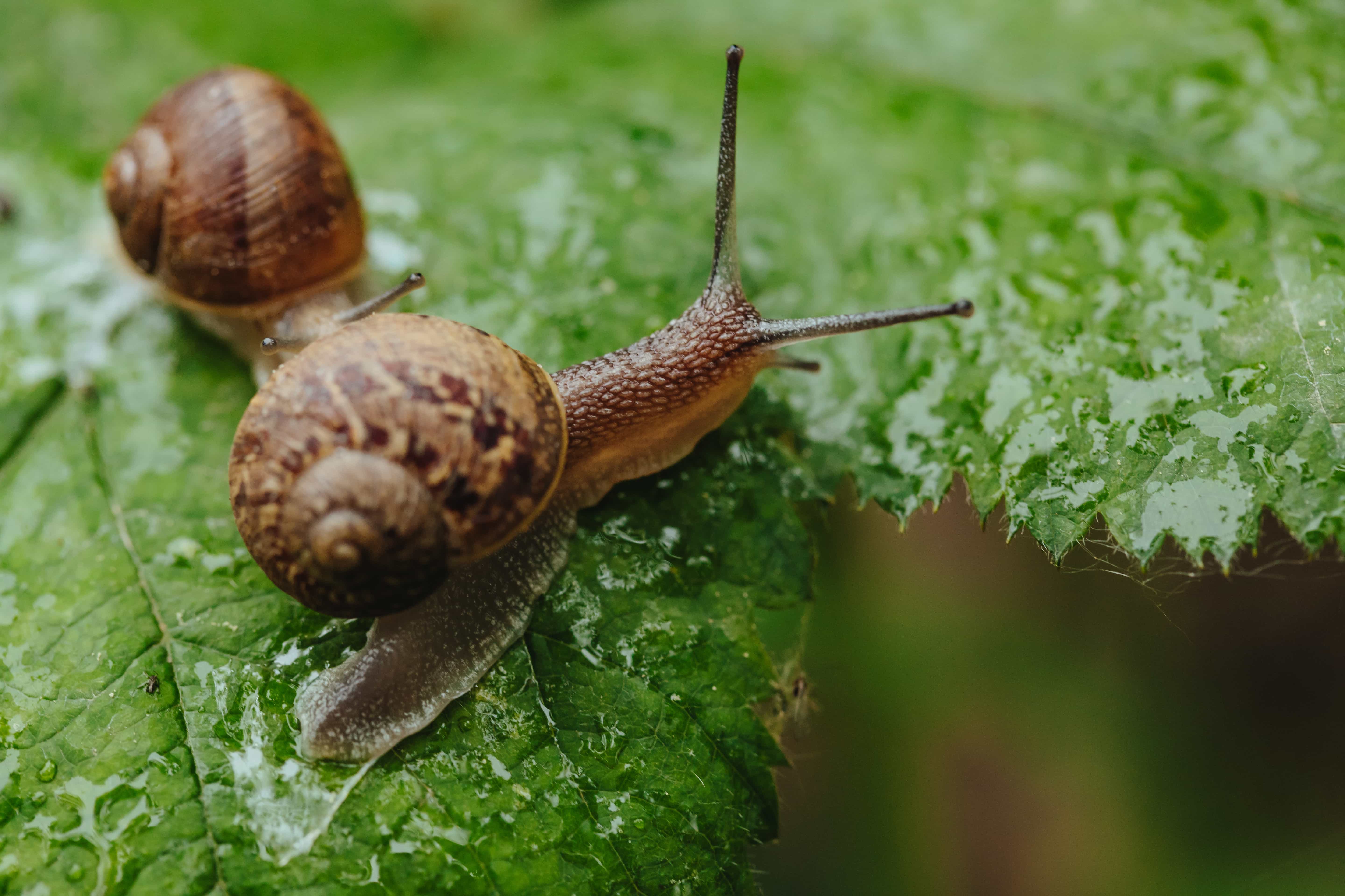 Garden Snail Wallpapers