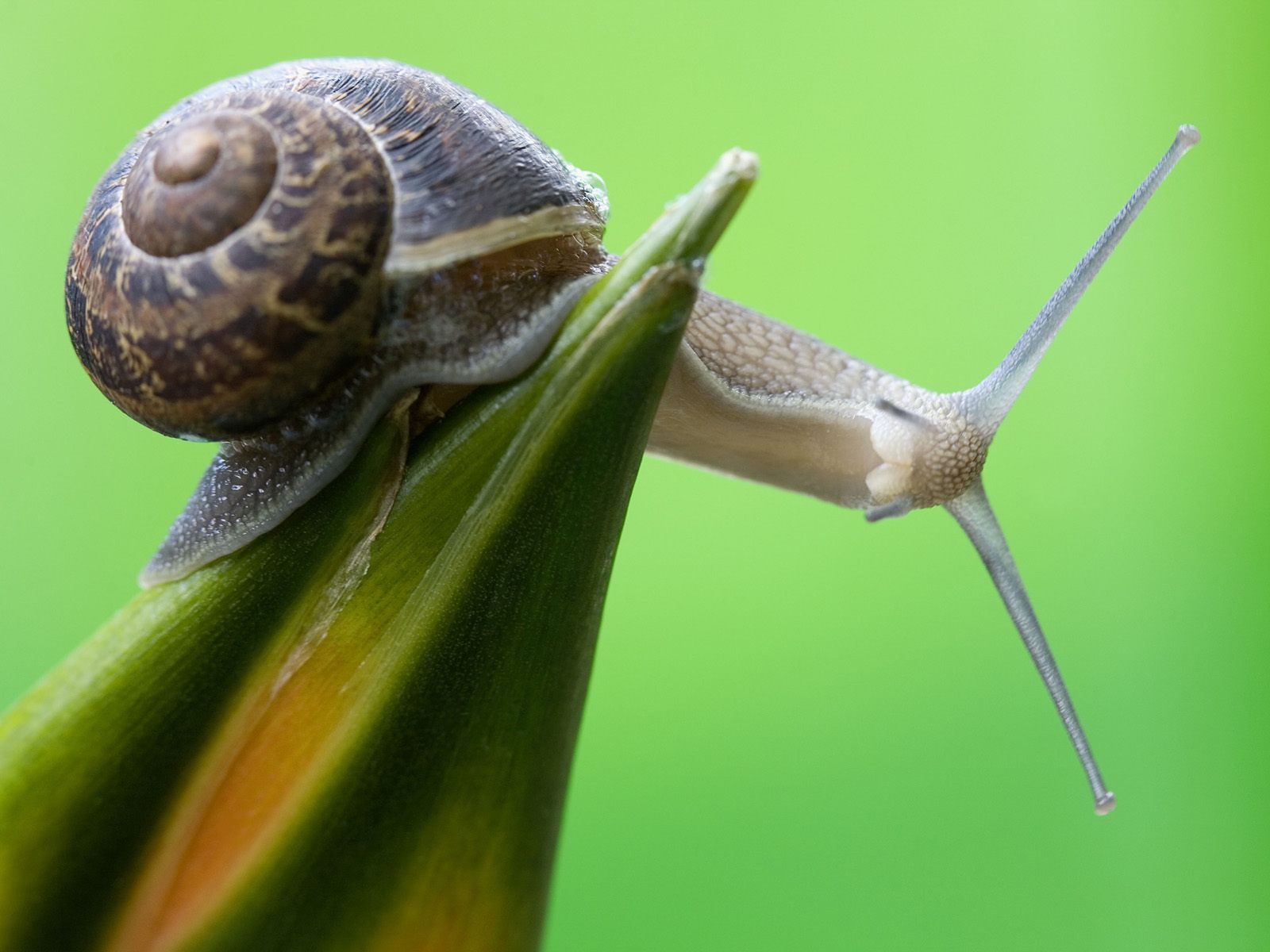 Garden Snail Wallpapers