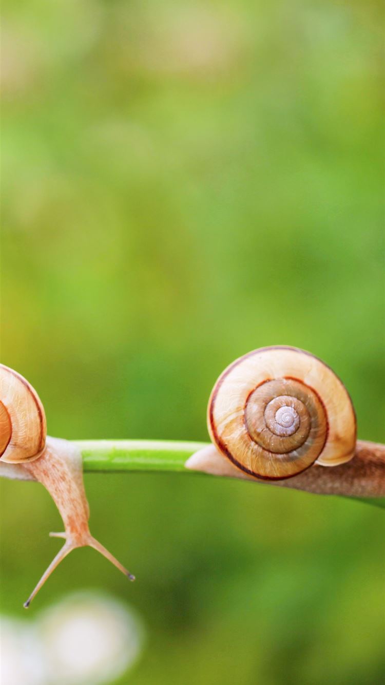 Garden Snail Wallpapers